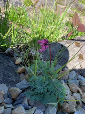 おんたけロープウェイに投稿された画像（2024/6/19）