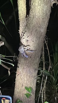 西表島 ADVENTURE PiPi（アドベンチャーピピ）に投稿された画像（2024/6/19）