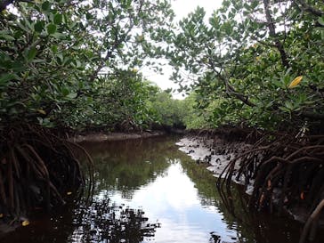 西表島 ADVENTURE PiPi（アドベンチャーピピ）に投稿された画像（2024/6/19）