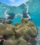 宮古島 ADVENTURE PiPi（ミヤコジマ アドベンチャー ピピ）に投稿された画像（2024/6/19）