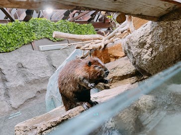 神戸どうぶつ王国に投稿された画像（2024/6/19）