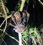 西表島 ADVENTURE PiPi（アドベンチャーピピ）に投稿された画像（2024/6/19）