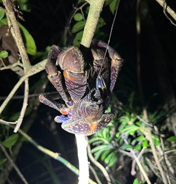 西表島 ADVENTURE PiPi（アドベンチャーピピ）に投稿された画像（2024/6/19）