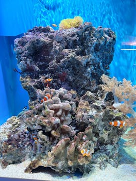 アクアワールド茨城県大洗水族館に投稿された画像（2024/6/19）