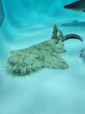 アクアワールド茨城県大洗水族館に投稿された画像（2024/6/19）