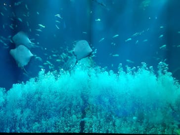 アクアワールド茨城県大洗水族館に投稿された画像（2024/6/19）