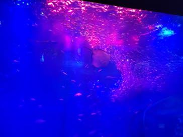 アクアワールド茨城県大洗水族館に投稿された画像（2024/6/19）