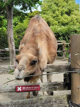 よこはま動物園ズーラシアに投稿された画像（2024/6/19）