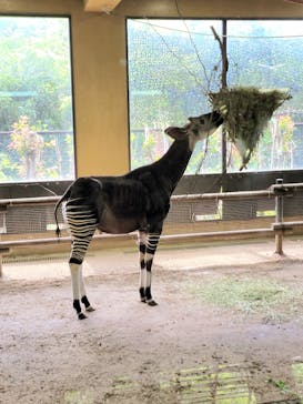 よこはま動物園ズーラシアに投稿された画像（2024/6/19）