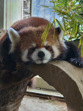 よこはま動物園ズーラシアに投稿された画像（2024/6/19）