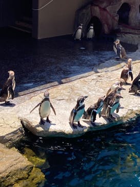 アクアワールド茨城県大洗水族館に投稿された画像（2024/6/19）