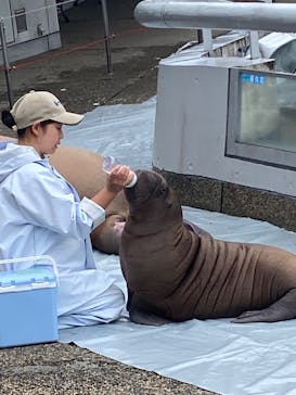大分マリーンパレス水族館 「うみたまご」に投稿された画像（2024/6/20）