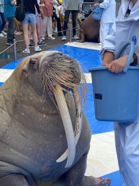 大分マリーンパレス水族館 「うみたまご」に投稿された画像（2024/6/20）