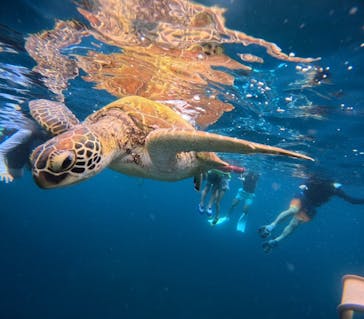  マリンショップHAPPYに投稿された画像（2024/6/20）