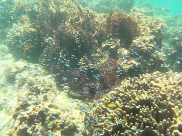 宮古島 ADVENTURE PiPi（ミヤコジマ アドベンチャー ピピ）に投稿された画像（2024/6/20）