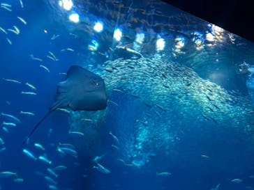 アクアワールド茨城県大洗水族館に投稿された画像（2024/6/20）