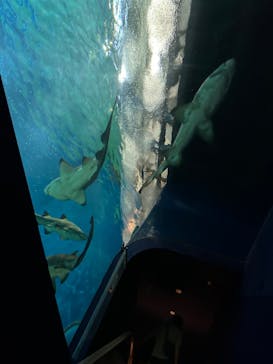 アクアワールド茨城県大洗水族館に投稿された画像（2024/6/20）