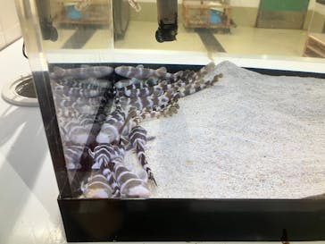 アクアワールド茨城県大洗水族館に投稿された画像（2024/6/20）