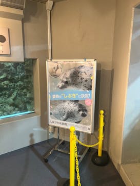 しながわ水族館に投稿された画像（2024/6/20）
