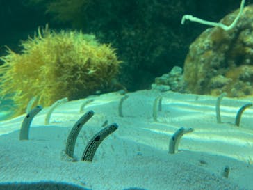 環境水族館アクアマリンふくしまに投稿された画像（2024/6/20）