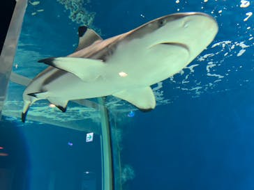 マクセル アクアパーク品川に投稿された画像（2024/6/20）