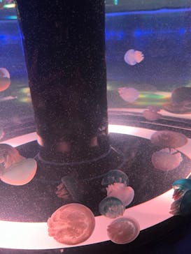 マクセル アクアパーク品川に投稿された画像（2024/6/20）