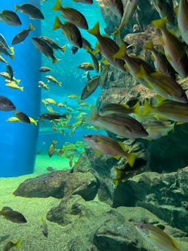 マクセル アクアパーク品川に投稿された画像（2024/6/20）