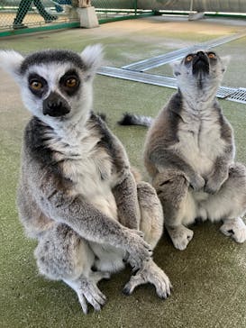 岩手サファリパークに投稿された画像（2024/6/20）