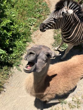 岩手サファリパークに投稿された画像（2024/6/20）