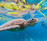 西表島 ADVENTURE PiPi（アドベンチャーピピ）に投稿された画像（2024/6/20）