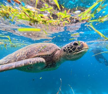 西表島 ADVENTURE PiPi（アドベンチャーピピ）に投稿された画像（2024/6/20）