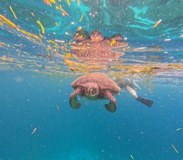 西表島 ADVENTURE PiPi（アドベンチャーピピ）に投稿された画像（2024/6/20）