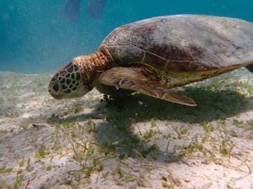 nico 宮古島に投稿された画像（2024/6/20）