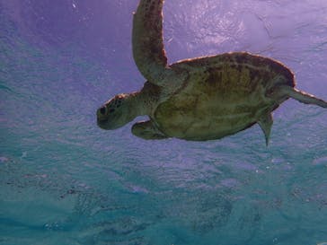 nico 宮古島に投稿された画像（2024/6/20）