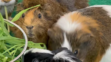 天王寺動物園に投稿された画像（2024/6/20）