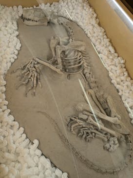 福井県立恐竜博物館に投稿された画像（2024/6/20）