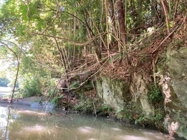 フォレストカレッジに投稿された画像（2024/6/20）