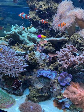 鴨川シーワールドに投稿された画像（2024/6/20）