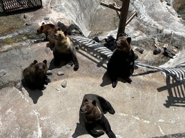 のぼりべつクマ牧場に投稿された画像（2024/6/20）