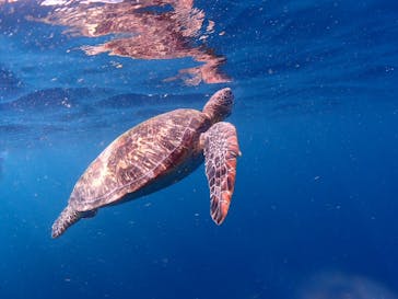 calm石垣島に投稿された画像（2024/6/20）