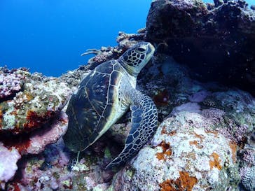 calm石垣島に投稿された画像（2024/6/20）