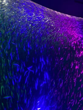 名古屋港水族館に投稿された画像（2024/6/20）