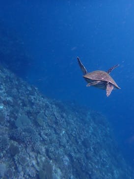 石垣島 ADVENTURE PiPi（イシガキジマアドベンチャーピピ）に投稿された画像（2024/6/21）