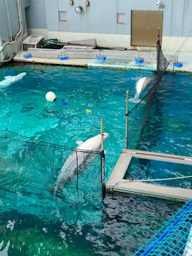 横浜・八景島シーパラダイスに投稿された画像（2024/6/21）