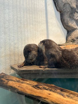 NIFREL（ニフレル）に投稿された画像（2024/6/21）