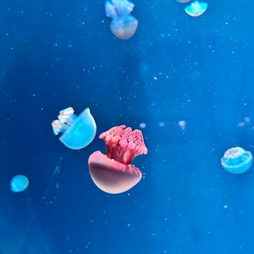 AOAO SAPPOROに投稿された画像（2024/6/21）