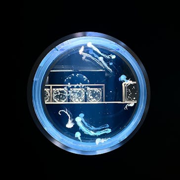 AOAO SAPPOROに投稿された画像（2024/6/21）