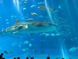 沖縄美ら海水族館（館内体験）に投稿された画像（2024/6/21）