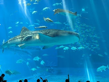 沖縄美ら海水族館（館内体験）に投稿された画像（2024/6/21）