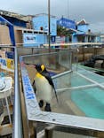 下田海中水族館に投稿された画像（2024/6/21）
